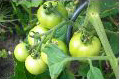 Brantford Farmers Market - Fresh Products
